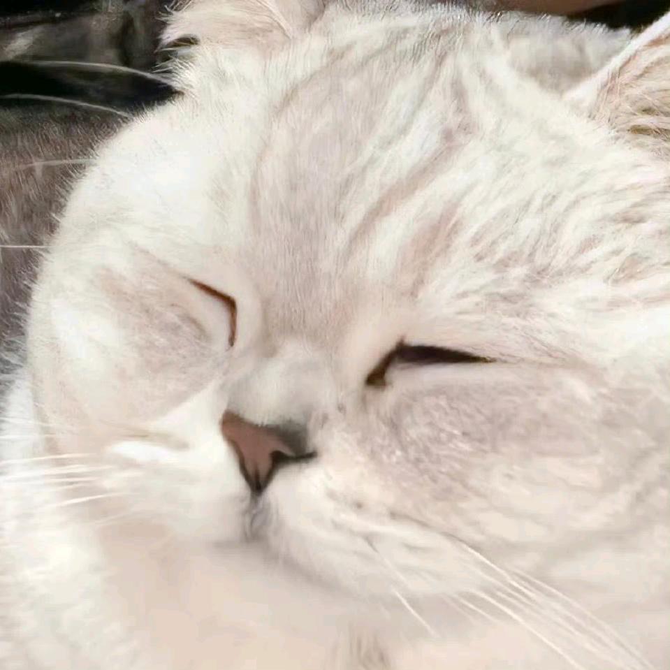 超级无敌大米饭