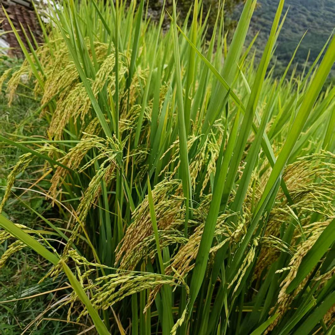 农村人🌾🌾