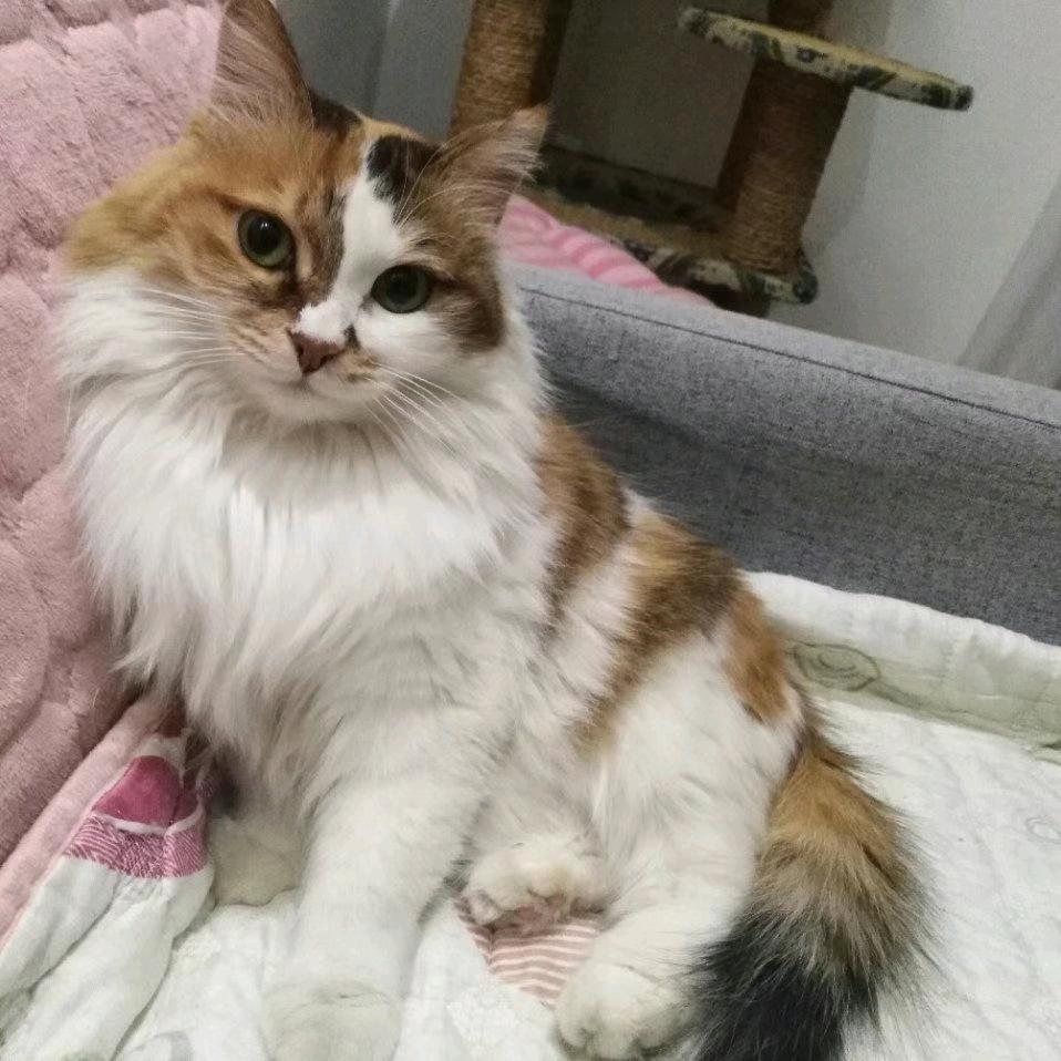 Miss安