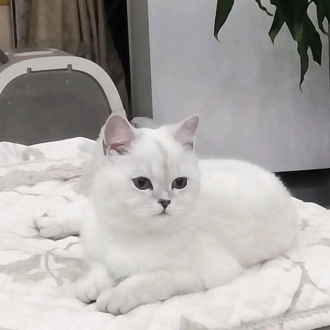 蒋二娃