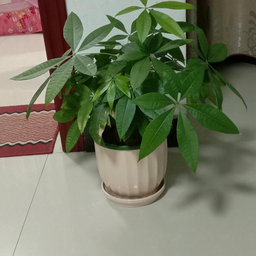 平平淡淡的敏