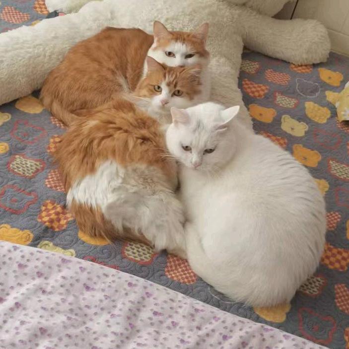皮皮和她的猫