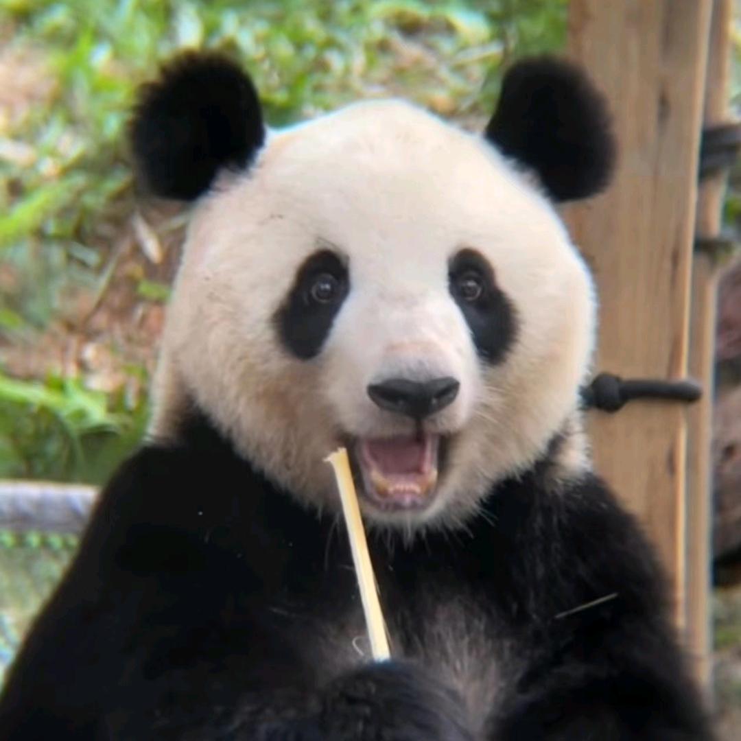 为你签名🍭