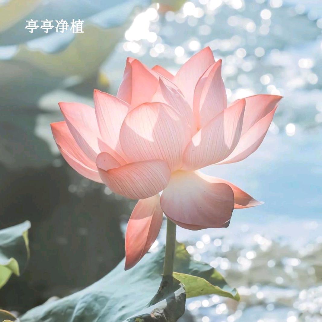 曹利