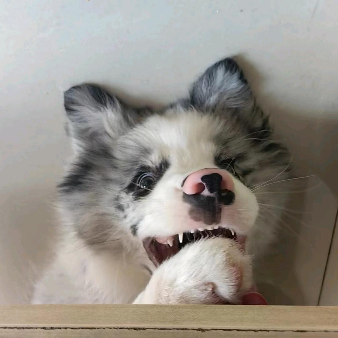 阿嘟爱喝豆本豆