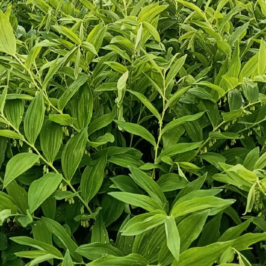 贺易玉竹