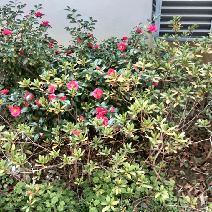 关薇