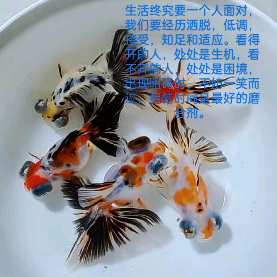 四老爷