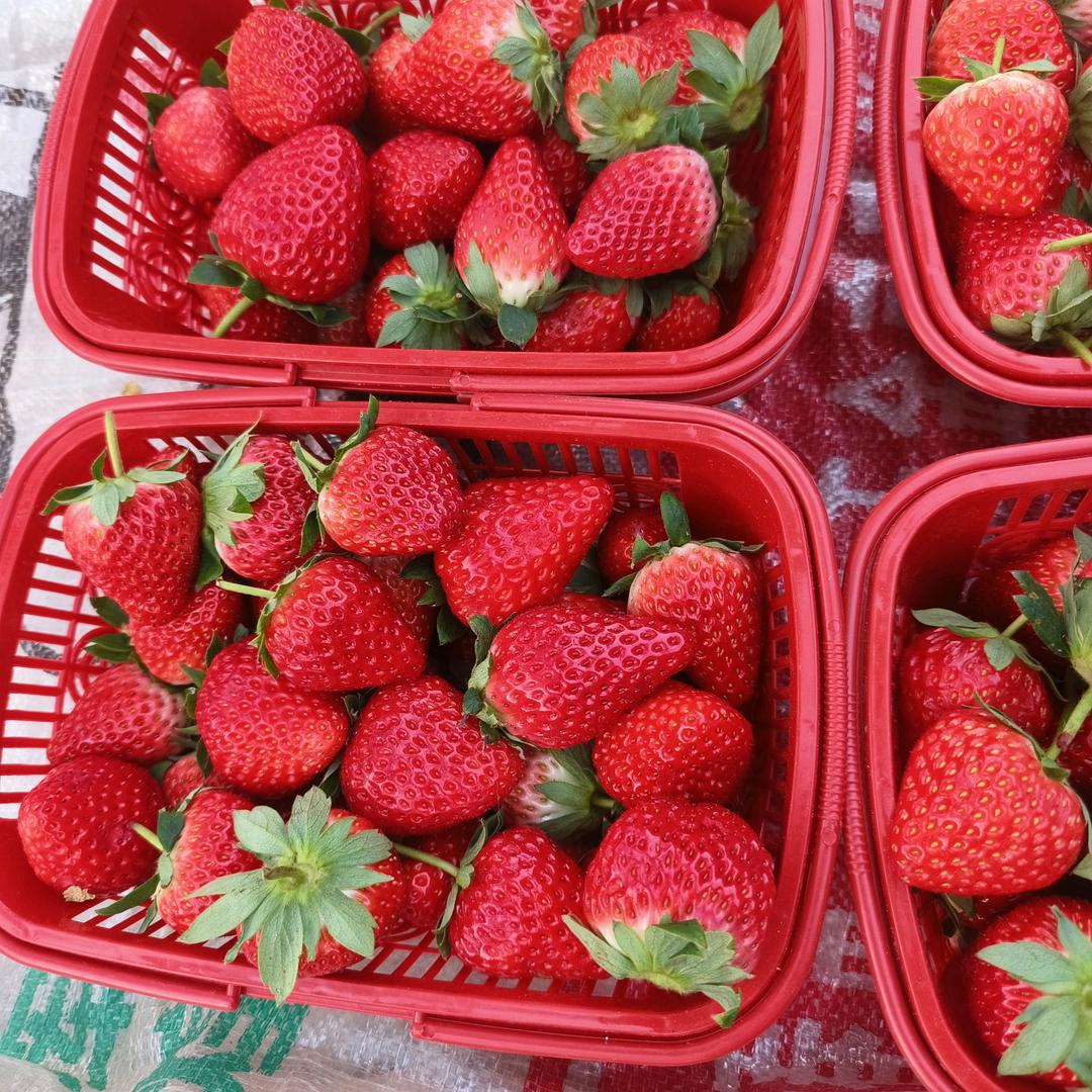 多多草莓采摘园