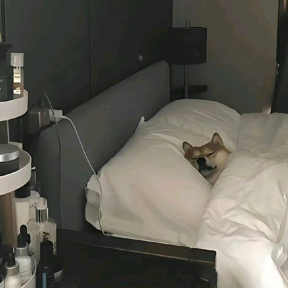 自卑敏感社恐且内向狗狗