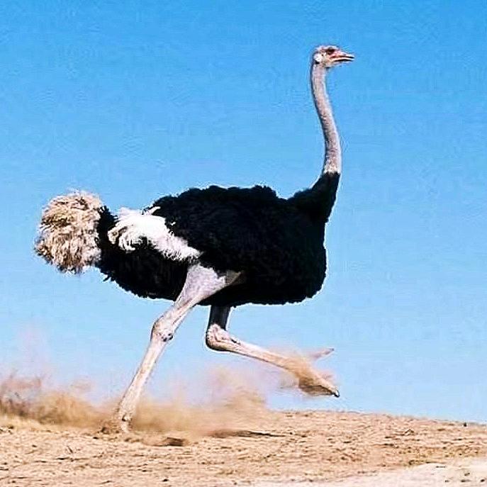 五达连池鸵鸟繁育基地