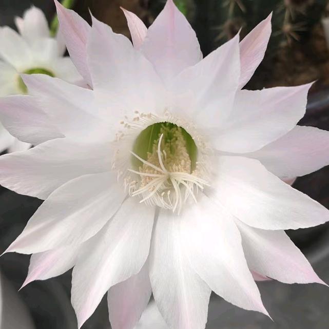 秦雪菌