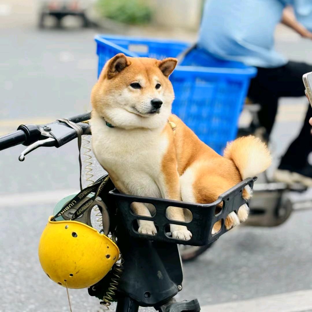 智者不入爱河女士