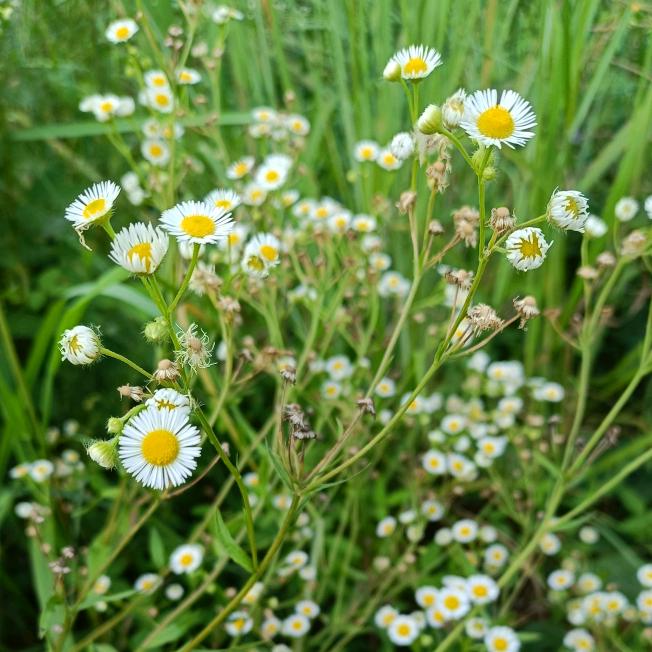 冰糖/葫芦@甜甜圈