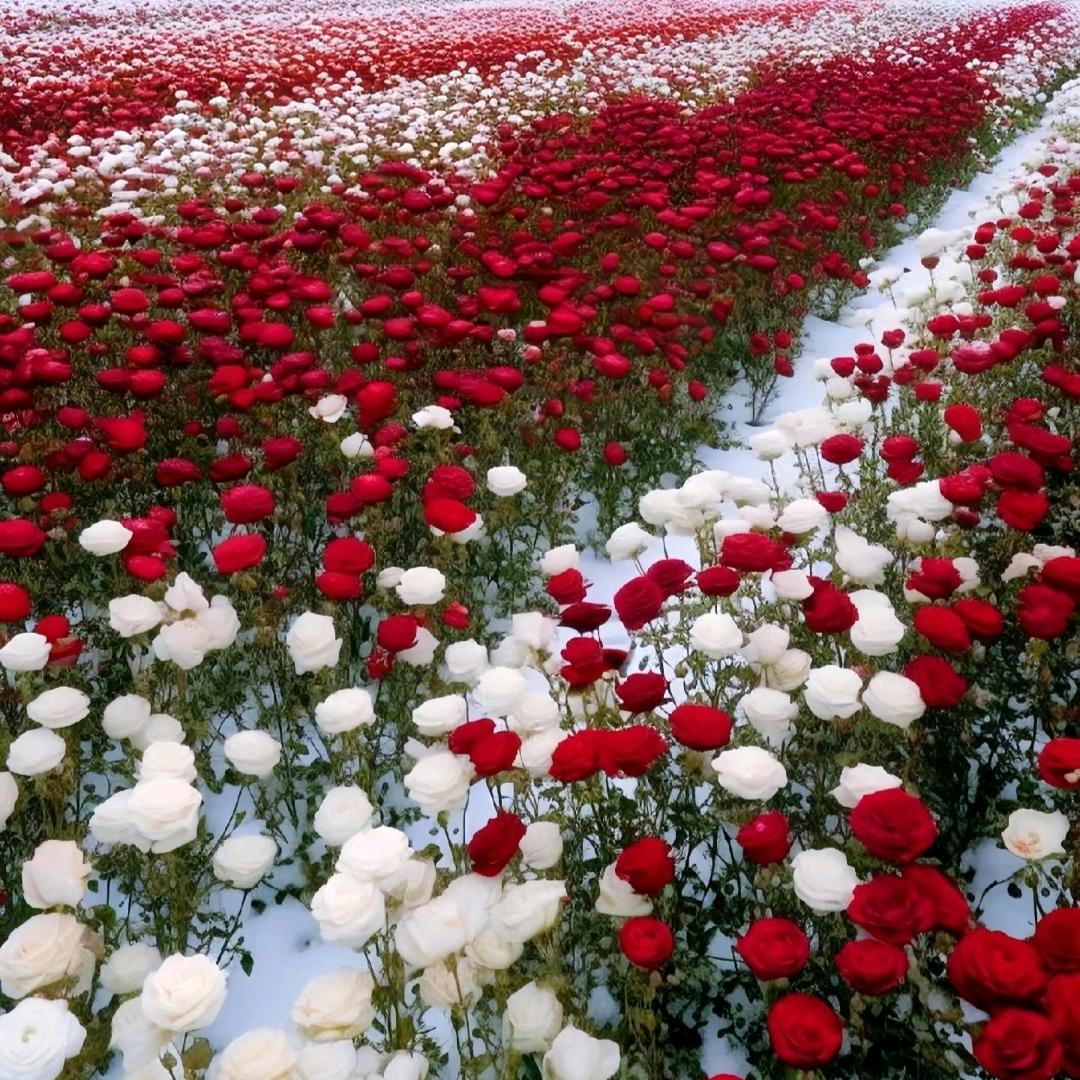 (๑><๑）黑%夜里的猫%