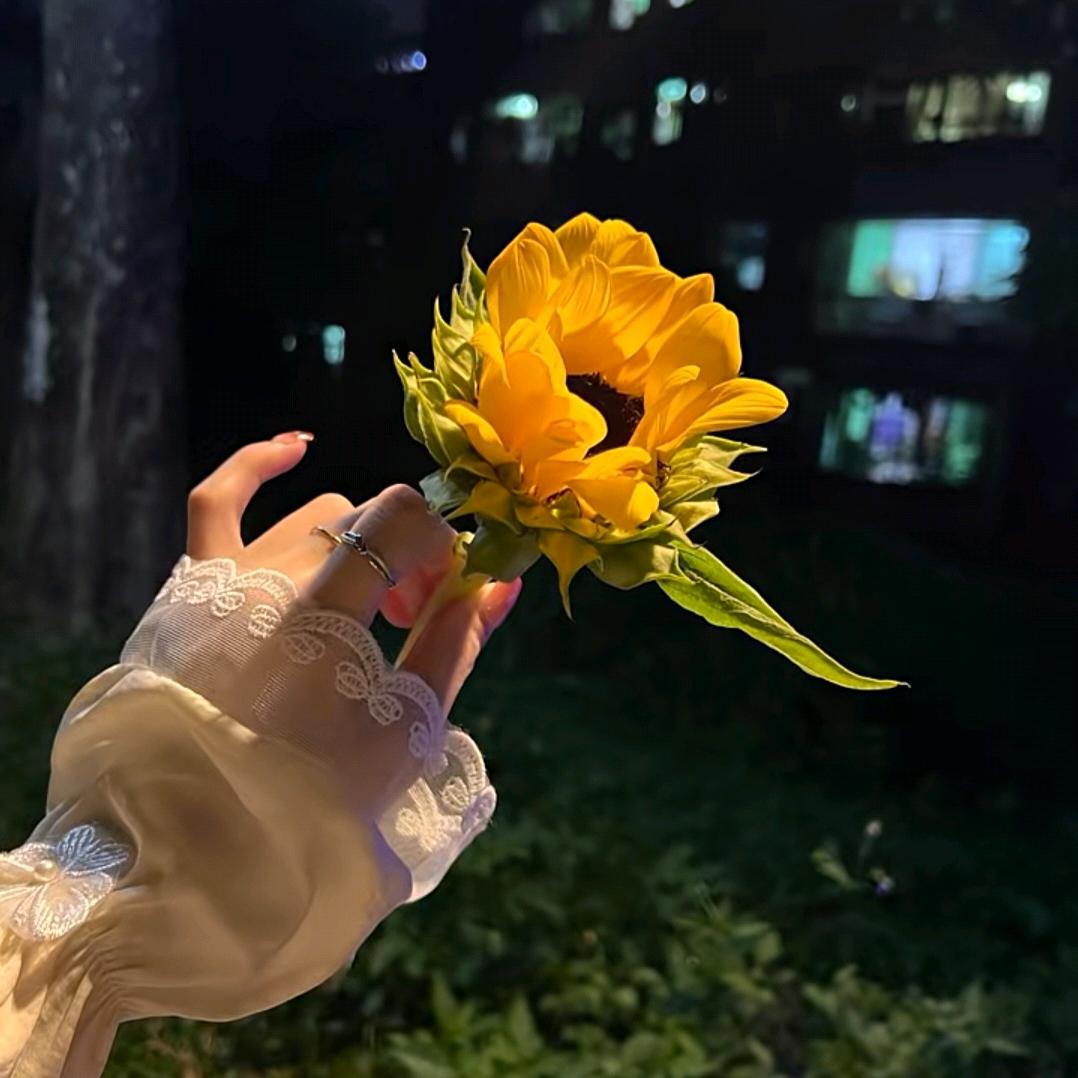 陌上雪如鸢