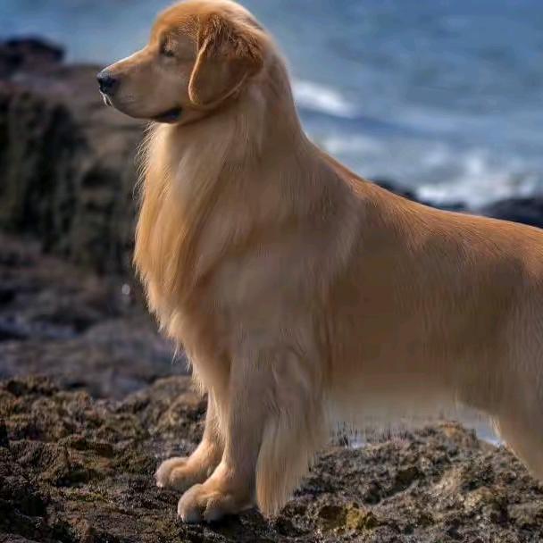 金色之翼犬舍