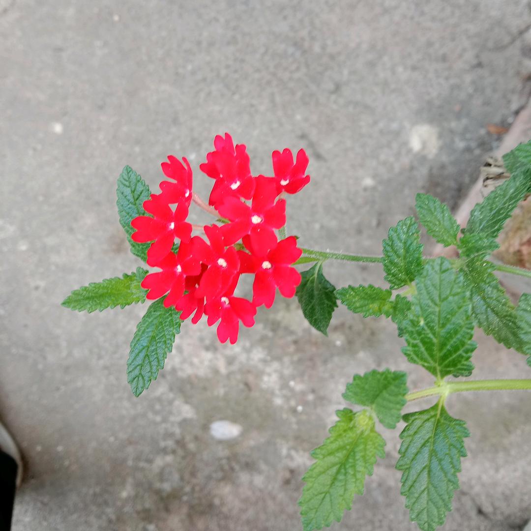 张家老大