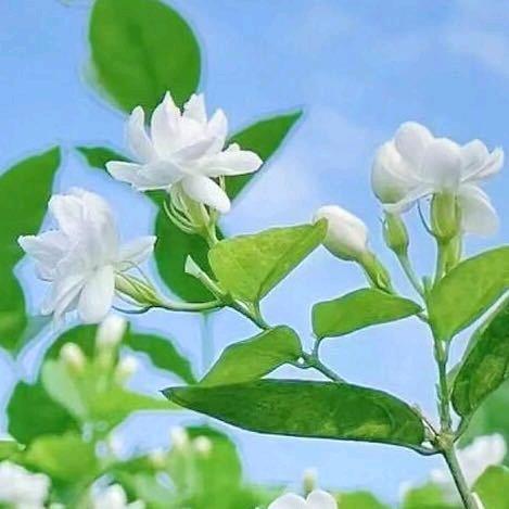 稻花飘香