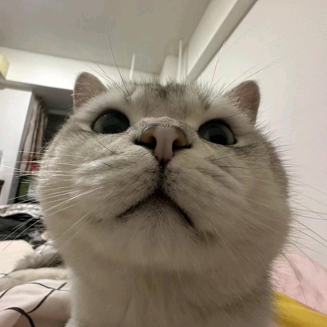 扛着树的喵。🐱