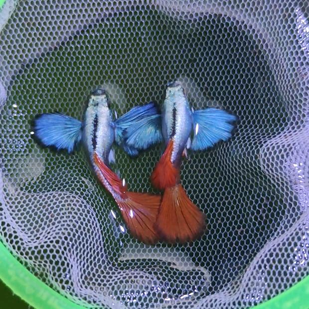 工具人的孔雀鱼