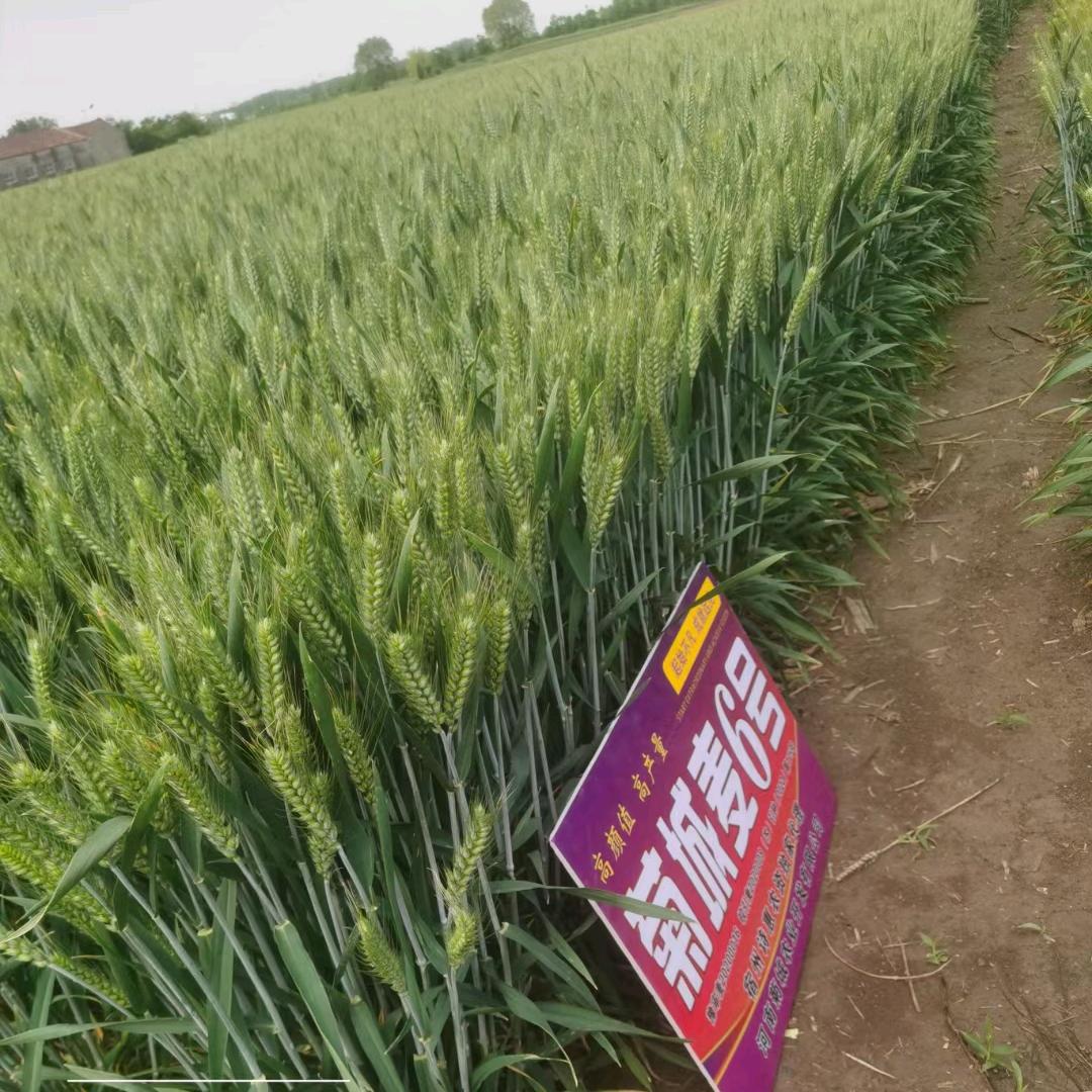 黄淮麦区菊城农业运营部