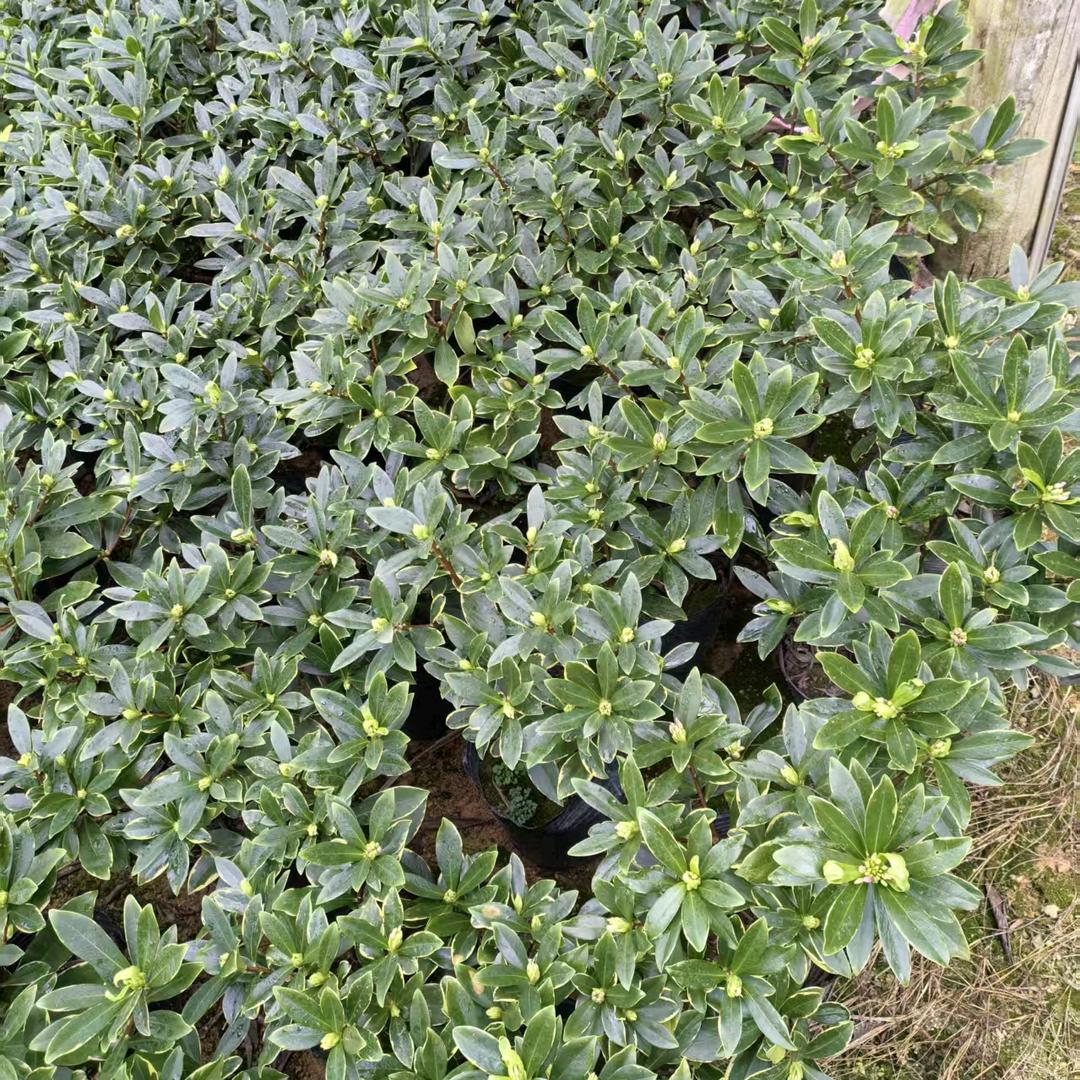 婷婷家绿植园艺