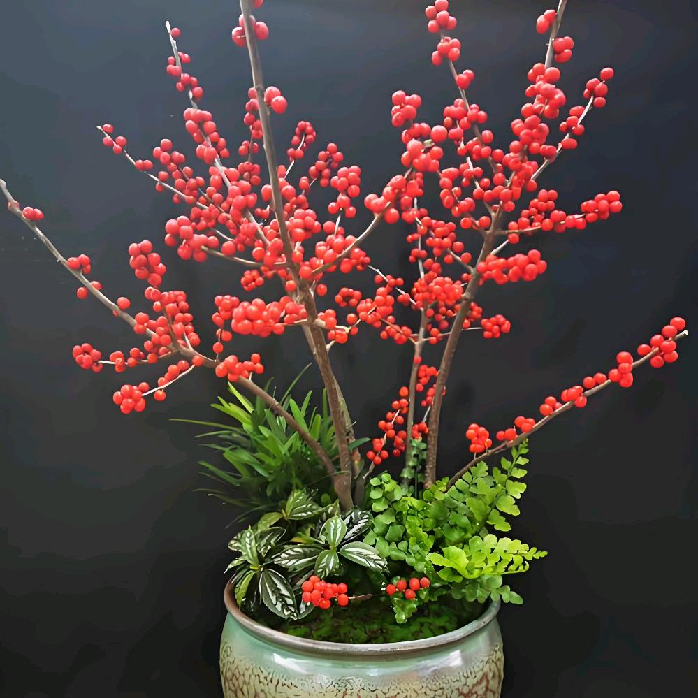 大周周庭院植物