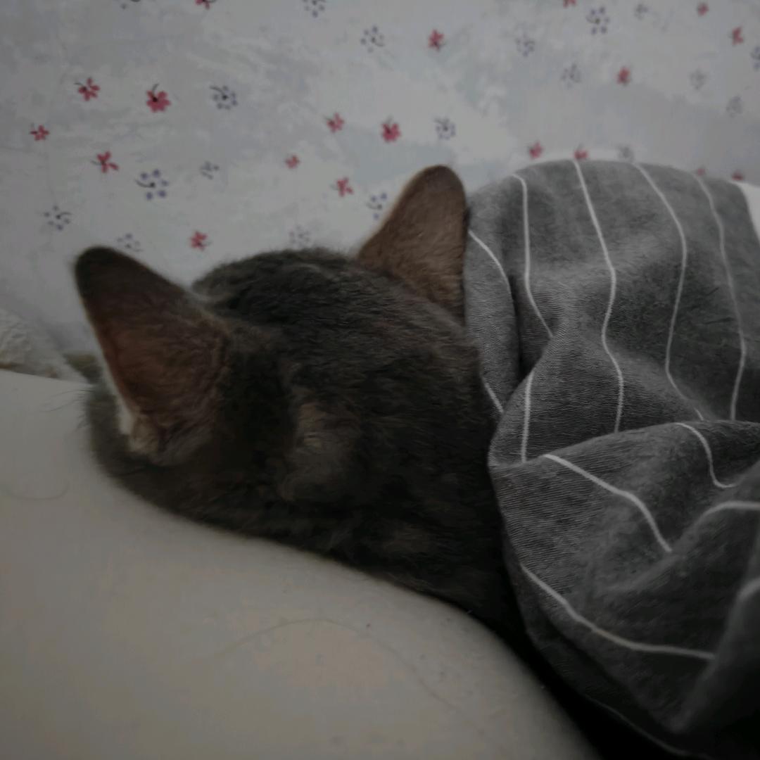 泪水打湿猪脚饭