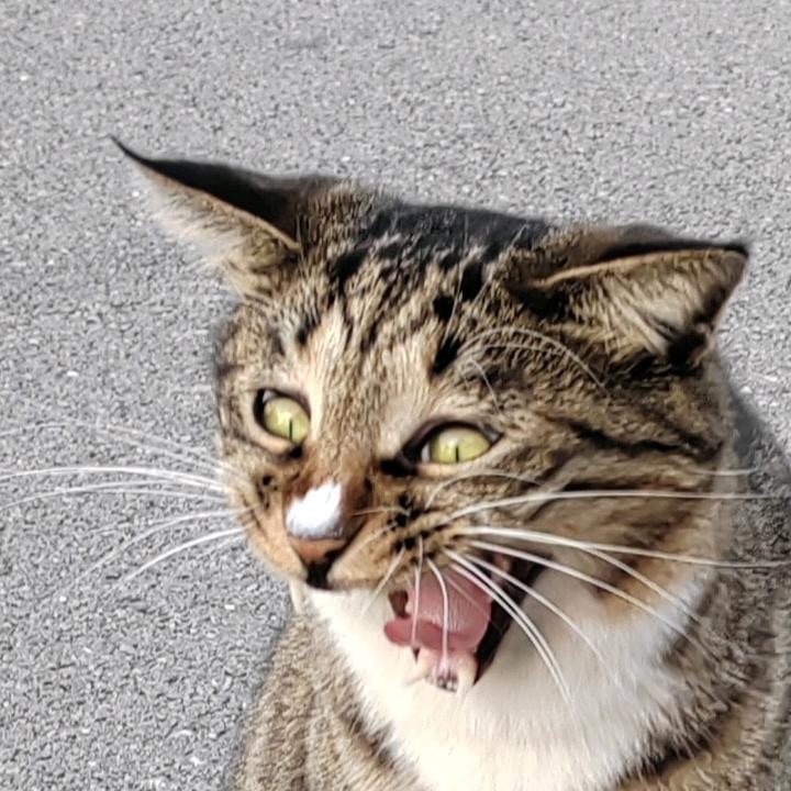 不做就没有平时分