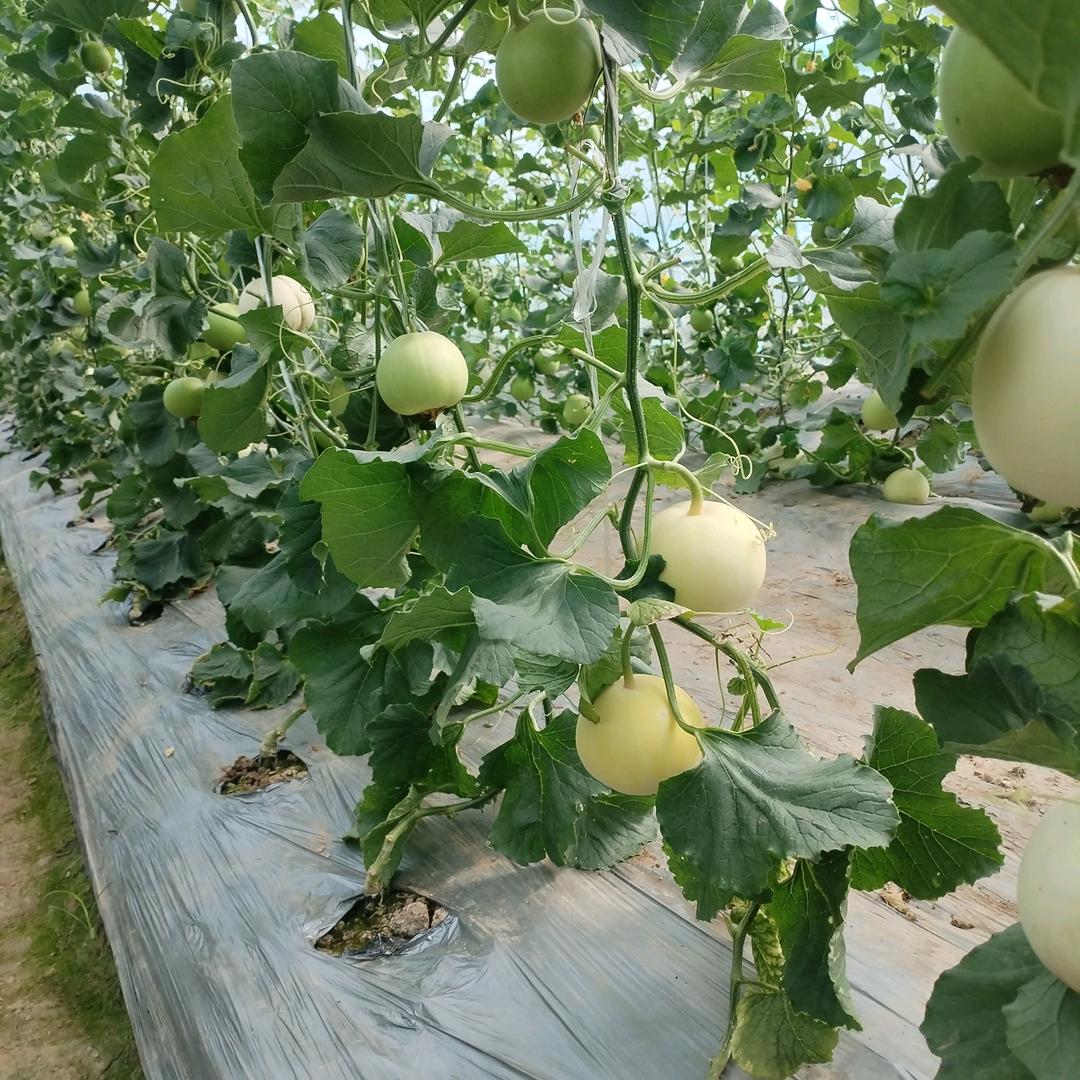 回龙山甜瓜种植基地