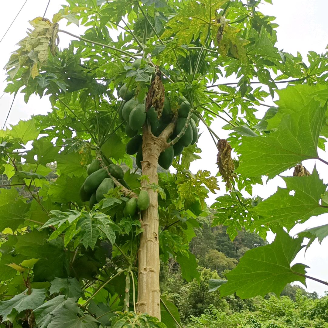 没有爸妈就没有家😭😭