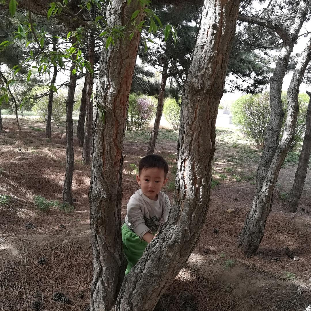 绿牡丹