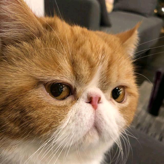 生如夏花不染霜华