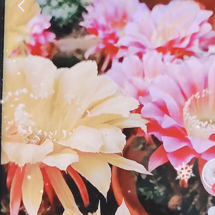 ☆  ★   静待花开521ᵖᵃᵒ🫧