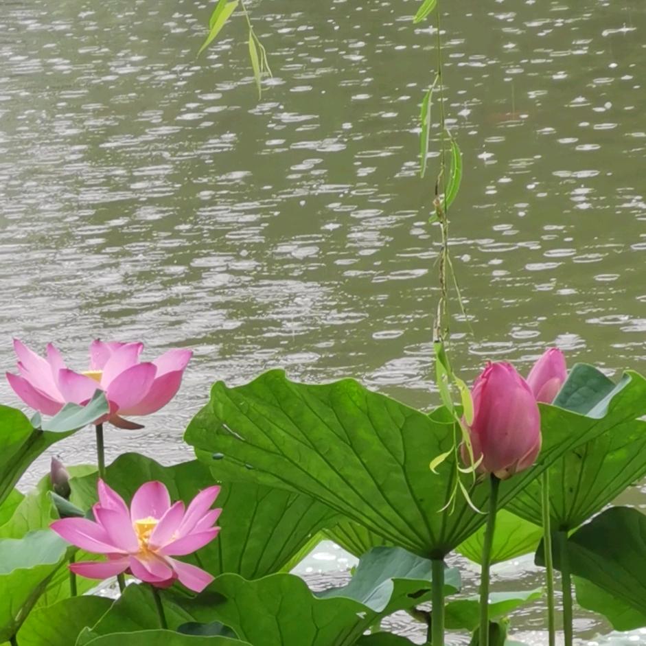 梅