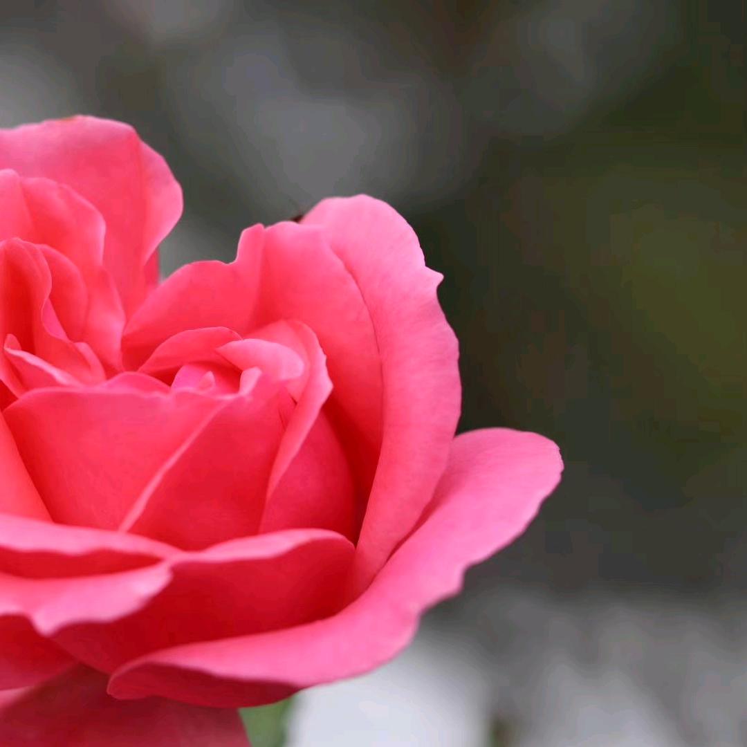 青阶小巷浅时光