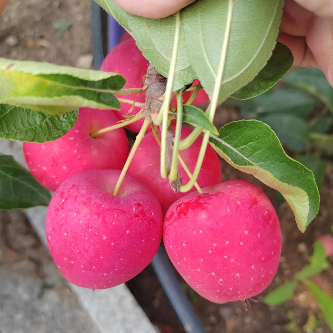 陈婶家的鸡心果基地