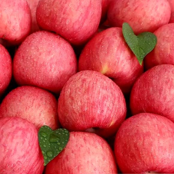 金西北洛川红富士苹果专场