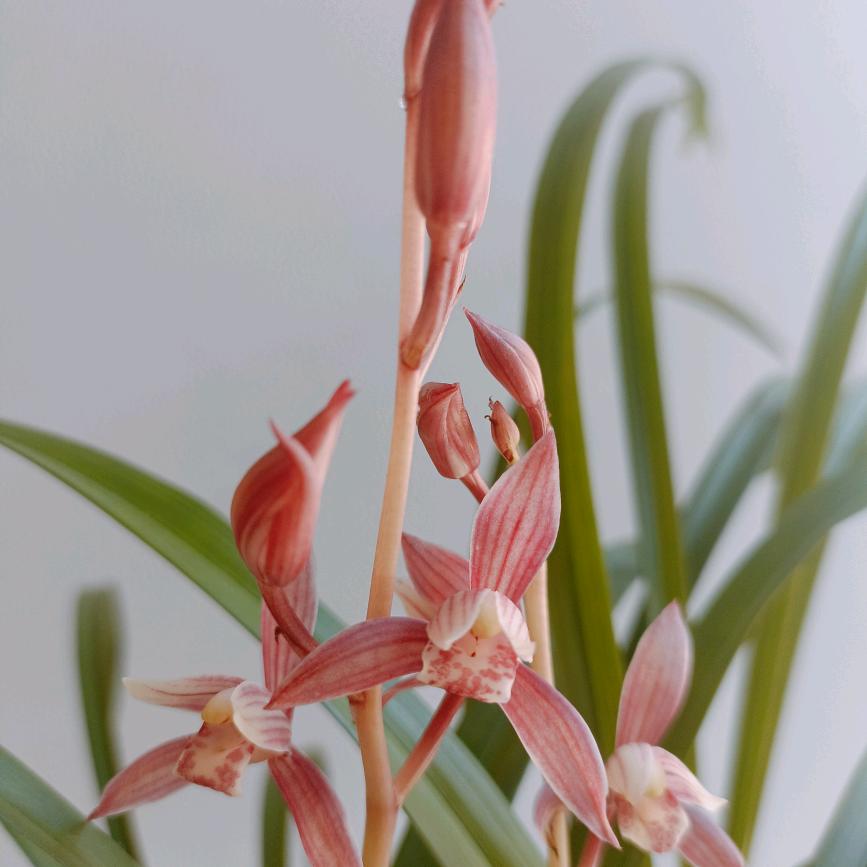 兰得花开