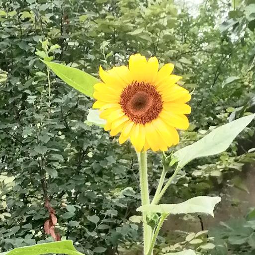 星火