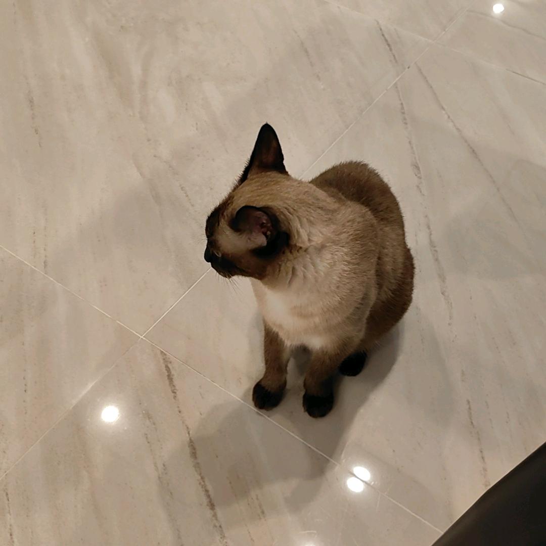 悦耳动听