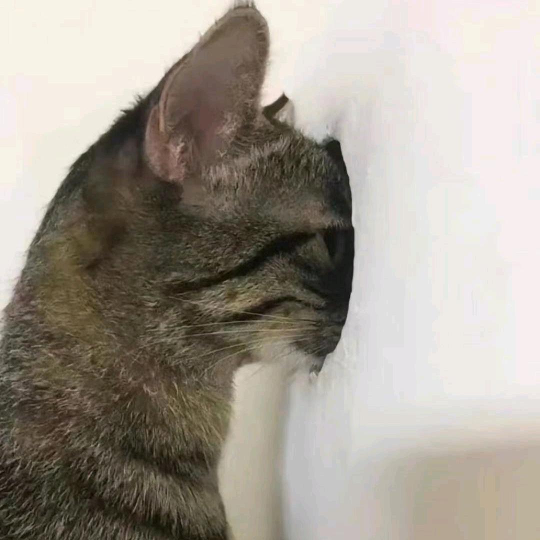 毛不易的不