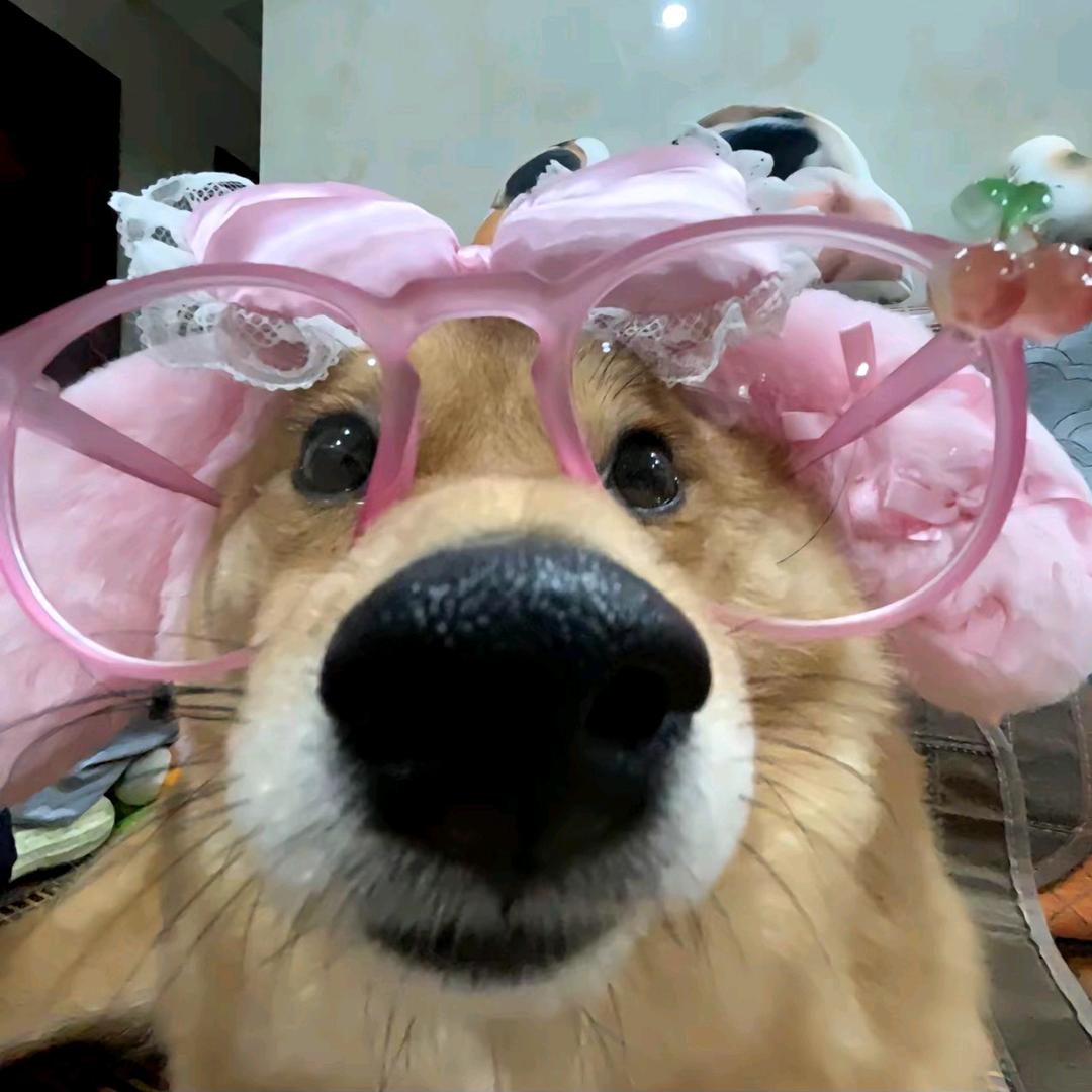 桂花乌龙