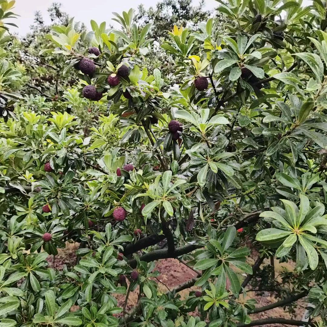 蓝海