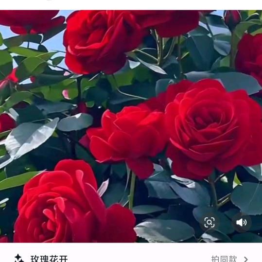 今生为藏。终身为傲。