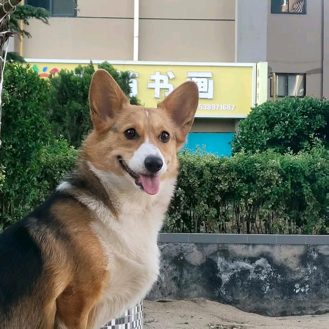 小胖墩