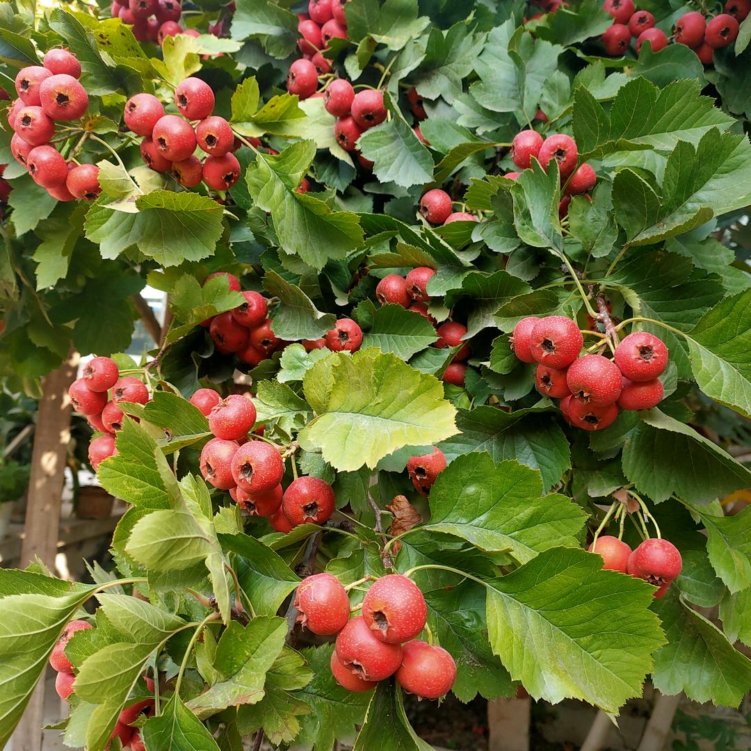 冬天梅花