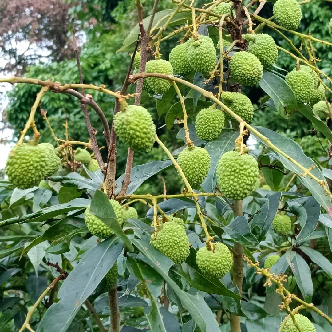 楓成