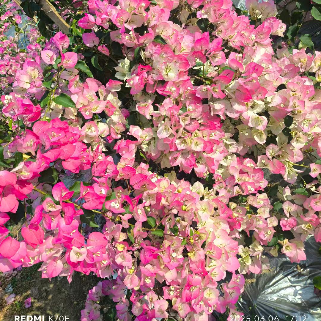 花满楼三角梅